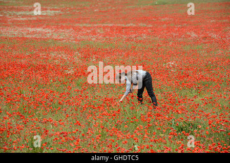 Girl or Young Woman Picking Poppies in a Poppy Field on the Valensole Plateau Provence France Stock Photo