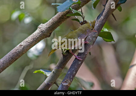 A White-bellied Yuhina (Erpornis zantholeuca) perched on a small branch in the forest in Western Thailand Stock Photo