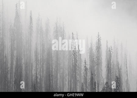 Charred lodgepole pines burned by forest fire silhouetted in the mist, Kootenay National Park, British Columbia, Canada Stock Photo