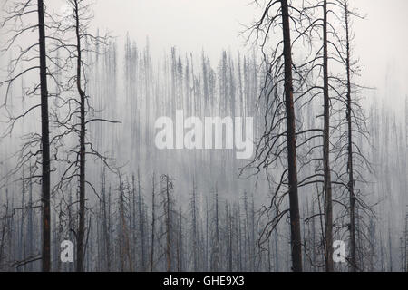 Charred tree trunks burned by forest in the mist, Kootenay National Park, British Columbia, Canadian Rockies, Canada Stock Photo