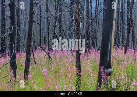 Fireweed / great willowherb thrives in forest among charred tree trunks after wildfire, Kootenay NP, British Columbia, Canada Stock Photo