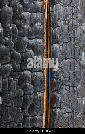 Close up of charred tree trunk burned and split by forest fire Stock Photo