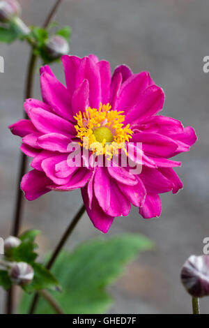 Rich pink double flower of the late summer blooming Japanese anemone, Anemone hupehensis var. japonica 'Pamina' Stock Photo