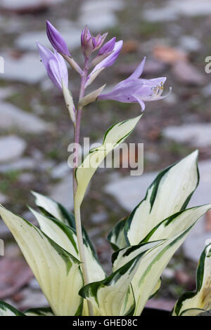 Heavily white variegated foliage and violet lily like flowers of the hardy perennial, Hosta 'Fire and Ice' Stock Photo