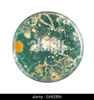 Bacteria growing in a petri dish Stock Photo