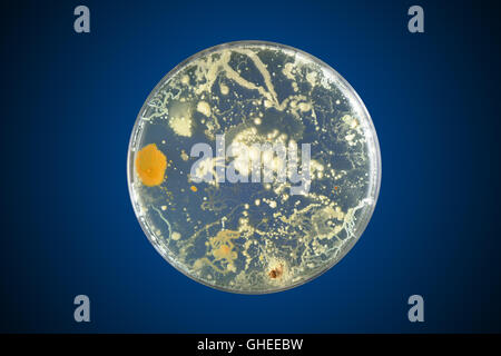 Bacteria growing in a petri dish Stock Photo
