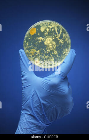 Gloved hand holding bacteria growing in a petri dish Stock Photo