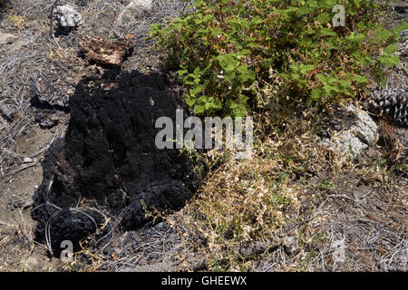 Burnt stum of a tree killed by forest fire. California. USA Stock Photo