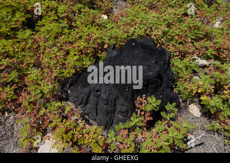 Burnt stum of a tree killed by forest fire. California. USA Stock Photo