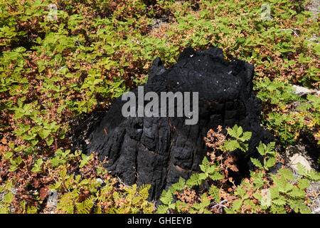 Burnt stum of a tree killed by forest fire. California. USA Stock Photo