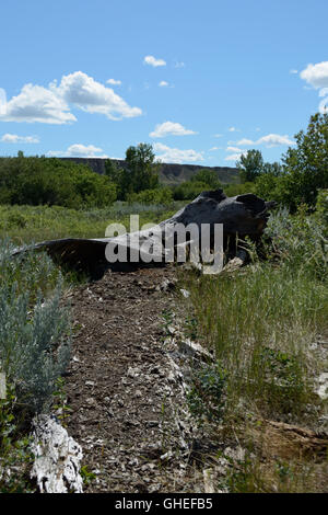 A view into the sky through grass and wood Stock Photo