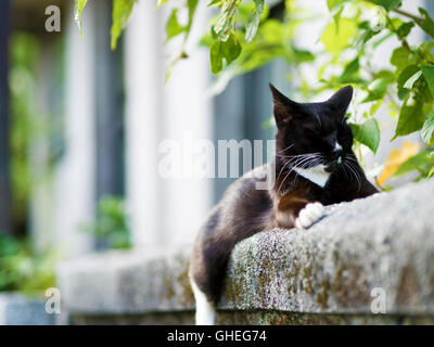 black white domestic cat lying on fence with bokeh background Stock Photo