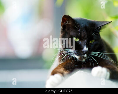 black white domestic cat lying on fence with bokeh background Stock Photo