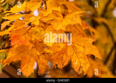 Colored maple leaves turn red and gold. Selective focus on a single