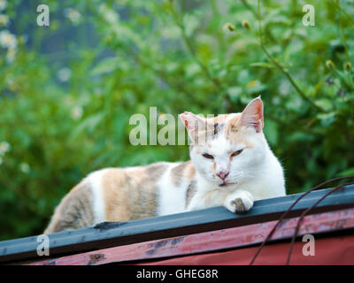 domestic cat lying on fence Stock Photo