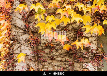 Wall of an old house covered with autumn colorful foliage of liana Stock Photo