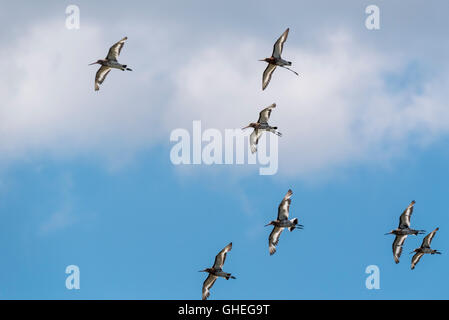 A small part of a huge migrating flock of Black Tailed Godwits at Leigh on Sea, Essex Stock Photo