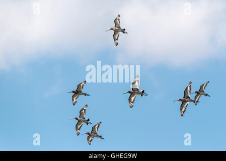 A small part of a huge migrating flock of Black Tailed Godwits at Leigh on Sea, Essex Stock Photo