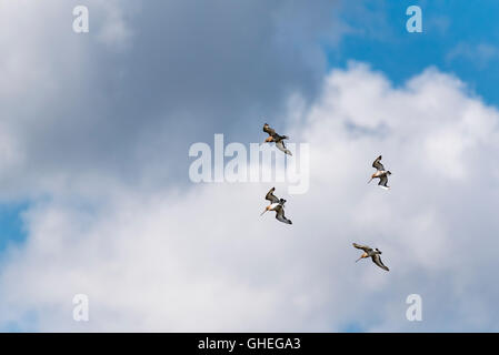 A small part of a huge migrating flock of Black Tailed Godwits at Leigh on Sea, Essex Stock Photo