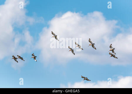 A small part of a huge migrating flock of Black Tailed Godwits at Leigh on Sea, Essex Stock Photo