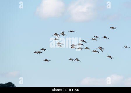 A small part of a huge migrating flock of Black Tailed Godwits at Leigh on Sea, Essex Stock Photo