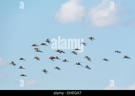 A small part of a huge migrating flock of Black Tailed Godwits at Leigh on Sea, Essex Stock Photo