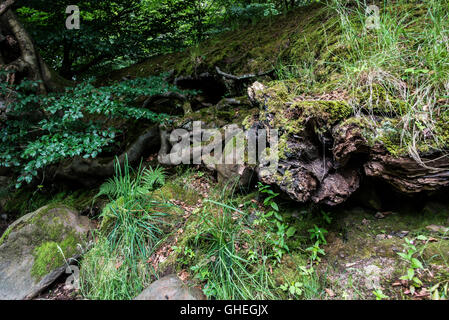 Gnarled tree roots, River Almond, Cramond, Scotland, UK Stock Photo - Alamy