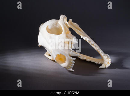 Isolated red fox skull on a black background Stock Photo