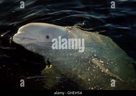 young Beluga whale. White whale (Delphinapterus leucas) in Russian Arctic Stock Photo