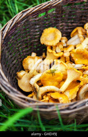 Basket of freshly harvested chanterelles mushrooms on grass in forest Stock Photo