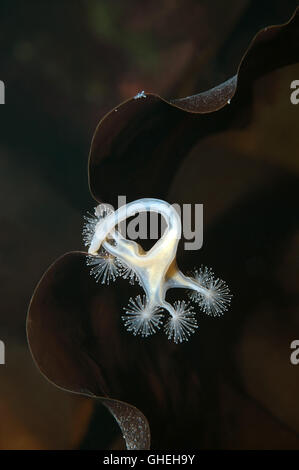 Stalked Jellyfish or Kaleidoscope Jellyfish (Lucernaria quadricornis) White sea, Russian Arctic Stock Photo
