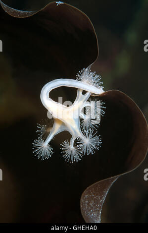 Stalked Jellyfish or Kaleidoscope Jellyfish (Lucernaria quadricornis) White sea, Russian Arctic Stock Photo