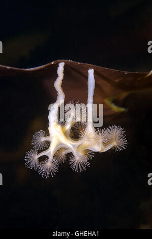Two Stalked Jellyfish or Kaleidoscope Jellyfish (Lucernaria quadricornis) White sea, Russian Arctic Stock Photo