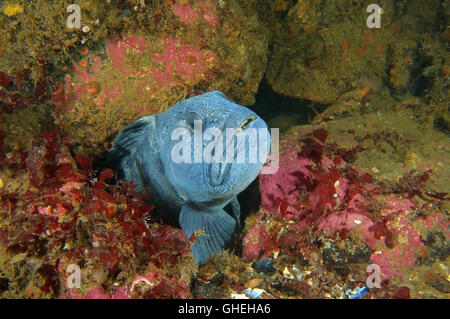 Atlantic wolffish, Ocean catfish, Wolf-fish or Sea cat (Anarhichas lupus) White Sea, Russian Arctic Stock Photo