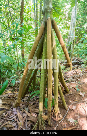 Roots of walking palm tree, Costa Rica, Central America Stock Photo