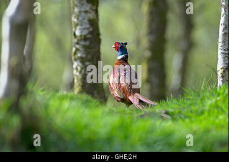 Common pheasant in wood (Phasianus colchicus) - UK Stock Photo