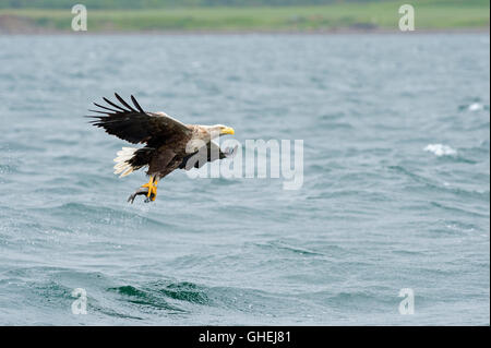 White tailed sea eagle (Haliaetus albicilla) - UK Stock Photo