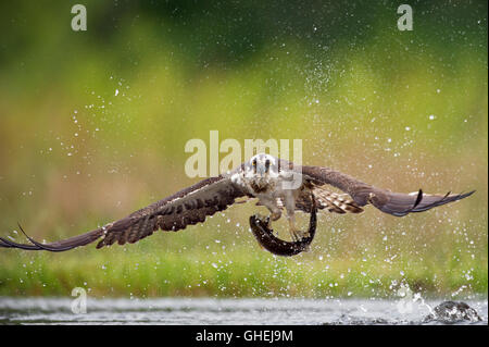 Osprey (Pandion haliaetus) – Scotland, UK Stock Photo
