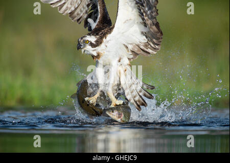 Osprey (Pandion haliaetus) catching 2 fish at once – Scotland, UK Stock Photo
