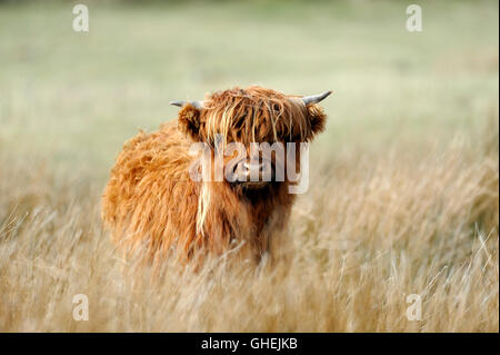 Highland Cow, Scotland, UK Stock Photo