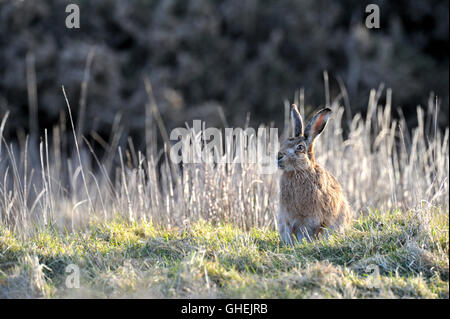 Brown Hare (Lepus europaeus) - UK Stock Photo