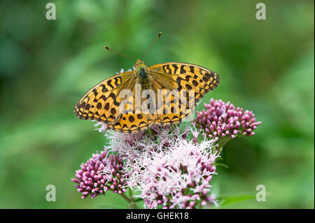 High brown fritillary (Argynnis adippe) – UK Stock Photo