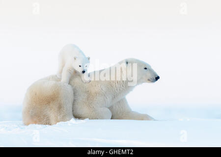 Polar bear mother (Ursus maritimus) lying down on tundra and playing with new born cub, Wapusk National Park, Manitoba, Canada Stock Photo