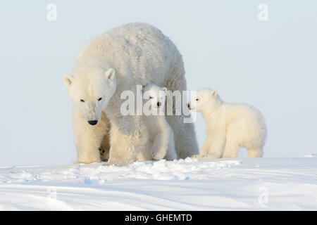 Polar bear mother (Ursus maritimus) walking on tundra with two cubs, Wapusk National Park, Manitoba, Canada Stock Photo