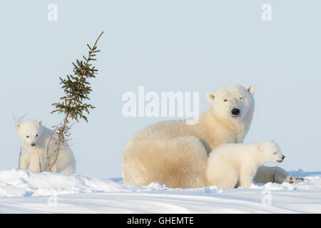 Polar bear mother (Ursus maritimus) playing with two cubs, Wapusk National Park, Manitoba, Canada Stock Photo