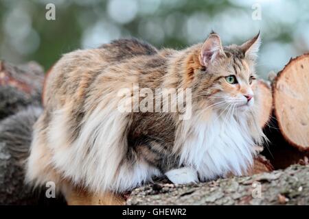 Norwegian forest cat female with alert expression Stock Photo