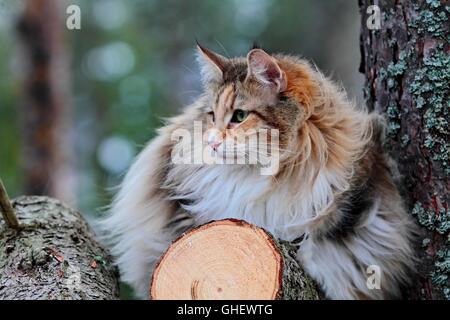 Norwegian forest cat female on a log Stock Photo