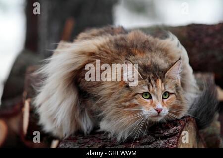 Norwegian forest cat female with alert expression Stock Photo