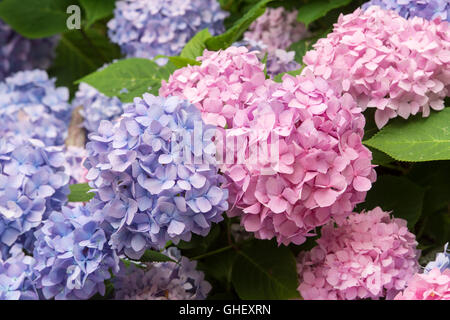 Hydrangea Macrophylla ‘Endless summer bailmer’ flowers Stock Photo