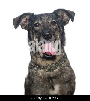 Portrait of a stray dog, isolated on white Stock Photo